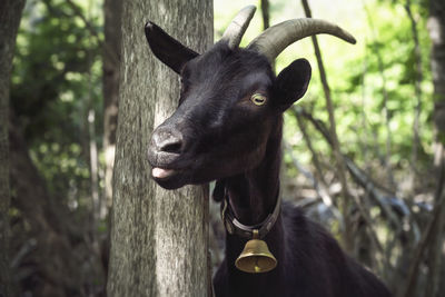 Close-up of a horse