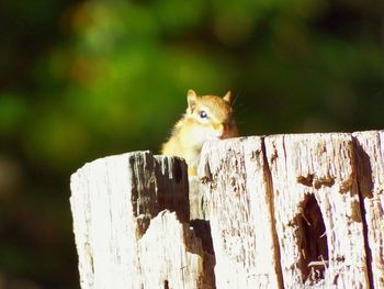 Close-up of squirrel on wood