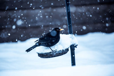 Bird perching on feeder during winter