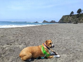 Boxer corgi puppy with driftwood stick against ocean background.