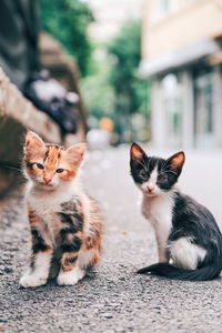 Portrait of cats sitting