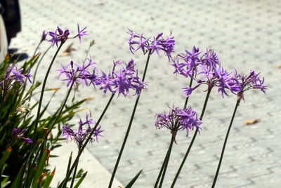 Close-up of purple crocus blooming outdoors