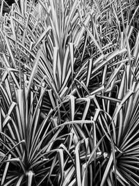 Full frame shot of plants on field