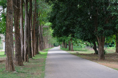 Road amidst trees in forest