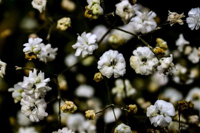 Close-up of white flowering plant