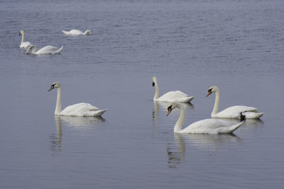 Swans swimming in lake