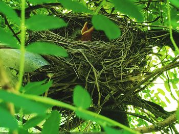 View of bird in nest