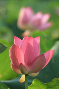 Close-up of pink lily