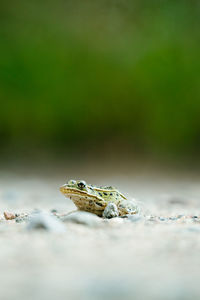 Close-up of frog on rock