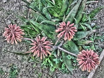 High angle view of flowering plant on field