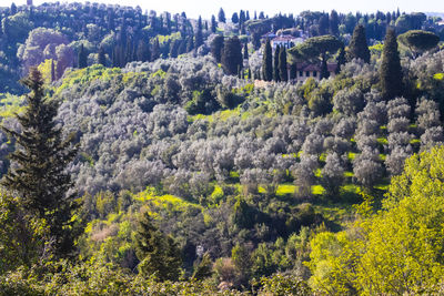 Shades of green on a tuscan hill, olive trees and vineyards