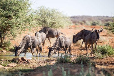 Wildebeest in erindi private game reserve, namibia