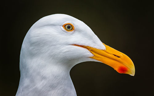 Close-up of bird against black background