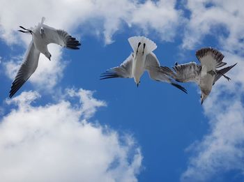 Low angle view of seagulls flying