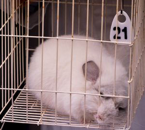 Close-up of cat in cage