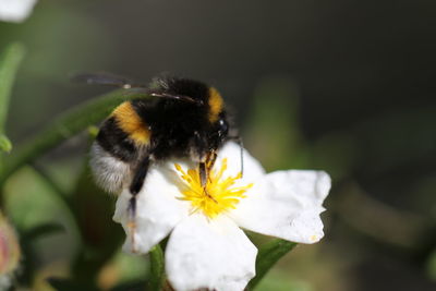 Close-up of bee on flower