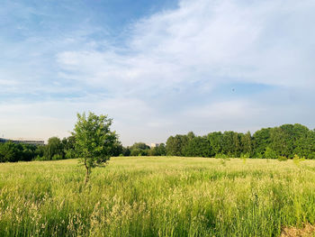 Scenic view of field against sky