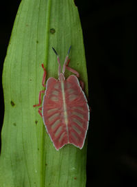 Close-up of insect on leaf against black background