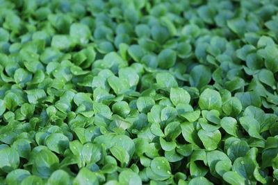 Full frame shot of green beans