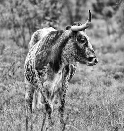 Close-up of horse