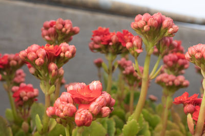 Close-up of pink flowering plants