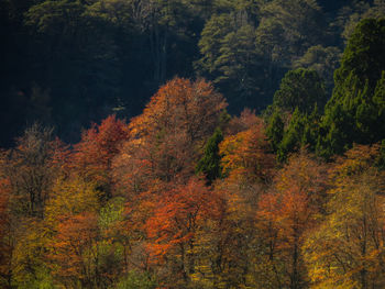 Trees in forest during autumn