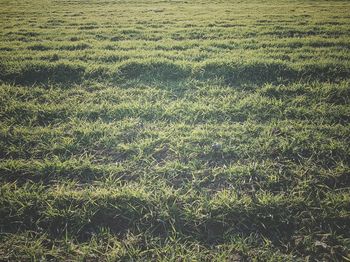 High angle view of field