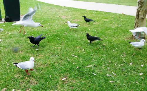 View of birds on grass