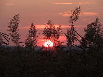 Scenic of silhouette plants at sunset