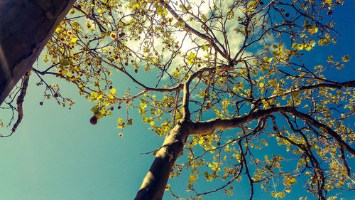 Low angle view of tree against sky