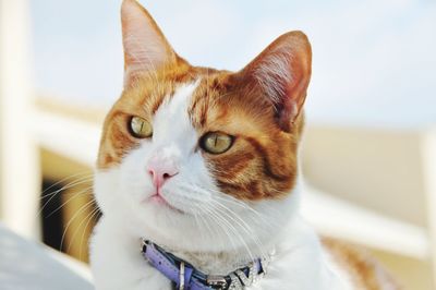 Close-up portrait of cat