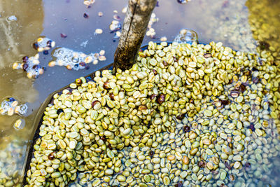 High angle view of blueberries in water