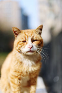 cat