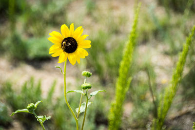 Close-up of yellow flower blooming in field