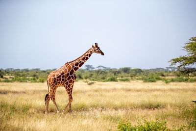 Giraffe in a field