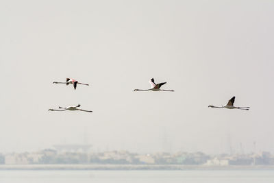 Seagulls flying in the sky