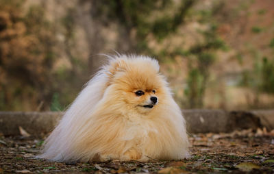 Close-up portrait of dog