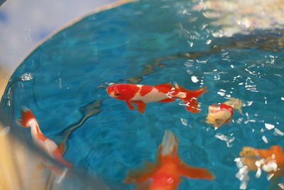 High angle view of koi fish in water