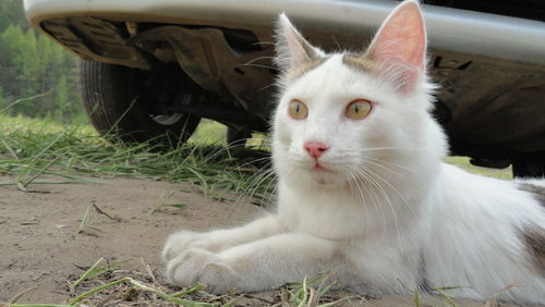 Portrait of a cat