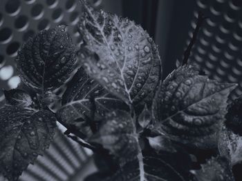 Close-up of plant against blurred background