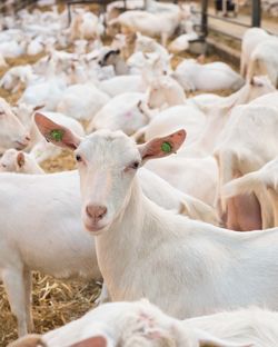 White goats in a goat farm