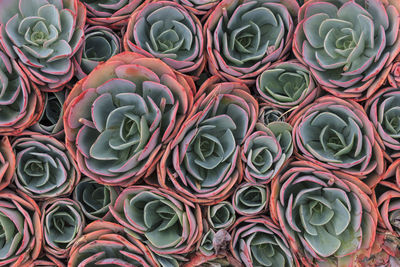 Full frame shot of succulent plants