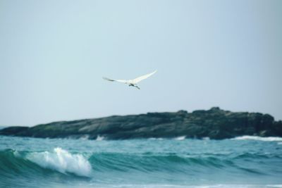 Bird flying over sea against sky