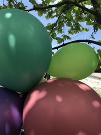 Low angle view of fruits on tree