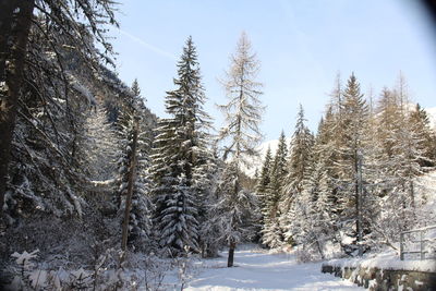 Pine trees on snow covered field against sky