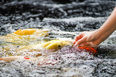 Close-up of person feeding fish