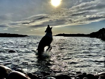 Dog standing in sea against sky