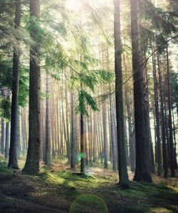 Pine trees in forest