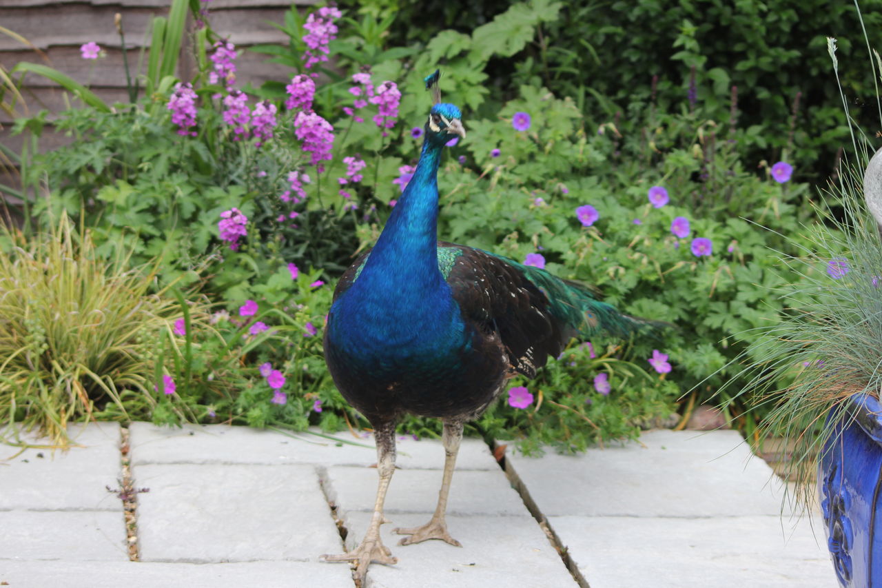 HIGH ANGLE VIEW OF PEACOCK AMIDST FLOWERS