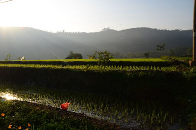 Scenic view of agricultural field against sky